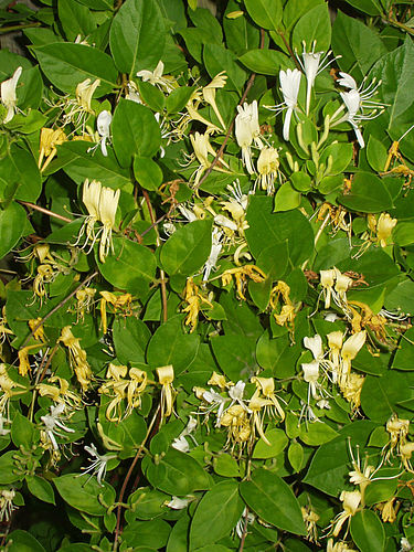 Lonicera japonica